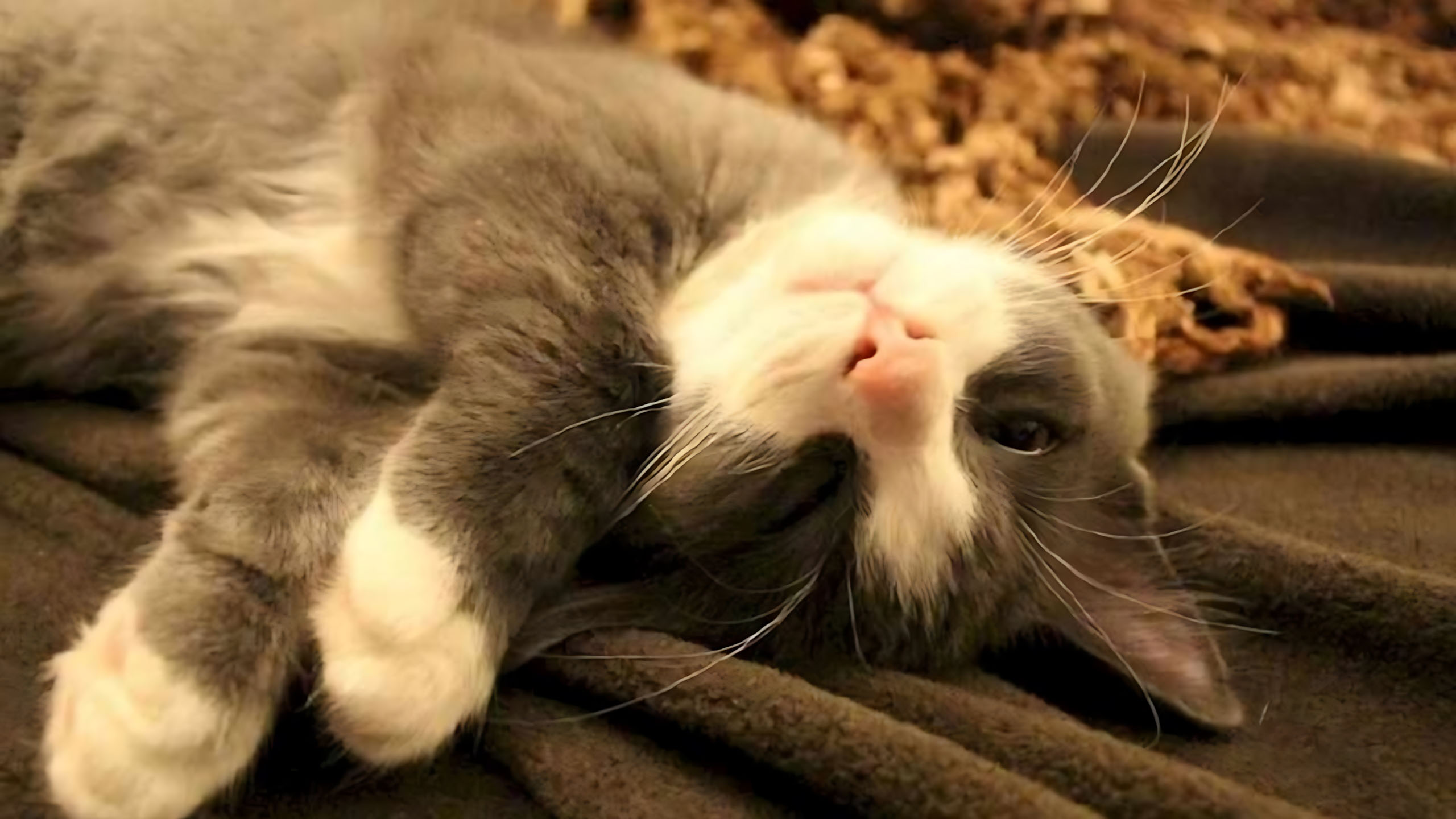 Hình Ảnh Ốm Mệt Mỏi, Mèo Cute Mệt Mỏi, Đau Đầu, Làm Việc Mệt Mỏi