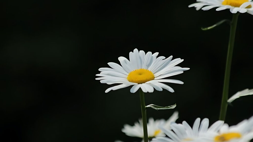 Bầu trời ảnh hoa cúc họa mi buồn