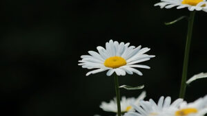 Bầu trời ảnh hoa cúc họa mi buồn