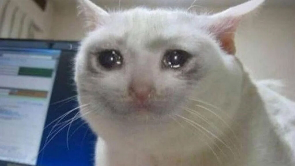 Ảnh Mèo Khóc, Ảnh Meme Mèo Khóc, Buồn Ảnh Mèo Khóc Cute