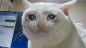 Ảnh Mèo Khóc, Ảnh Meme Mèo Khóc, Buồn Ảnh Mèo Khóc Cute