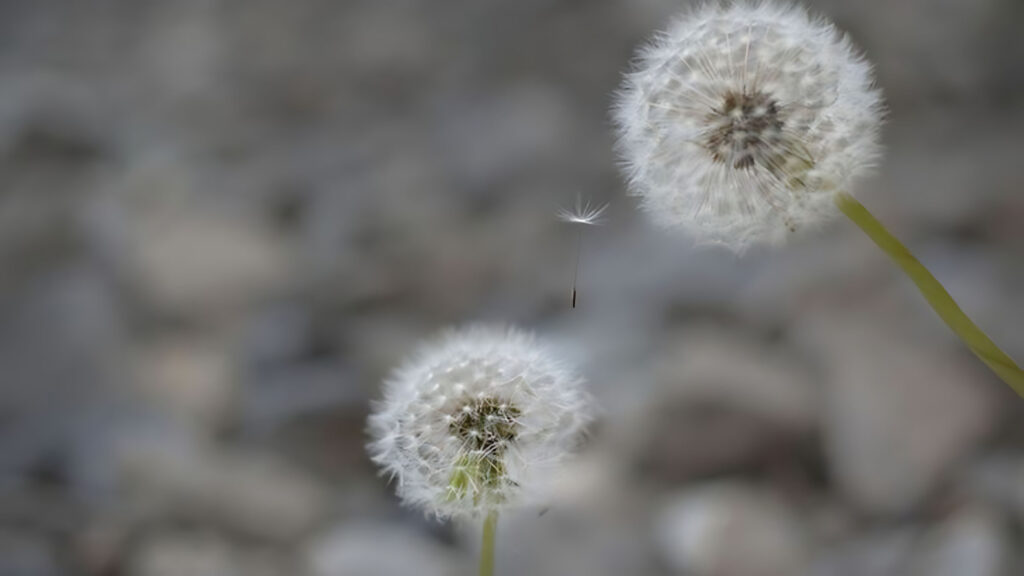Hoa Bồ Công Anh Buồn, Bồ Công Anh Bay Trong Gió Buồn