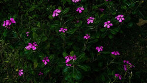 Ảnh Hoa Bằng Lăng Buồn, Hình Nền, Cách Chụp Ảnh, Tạo Dáng