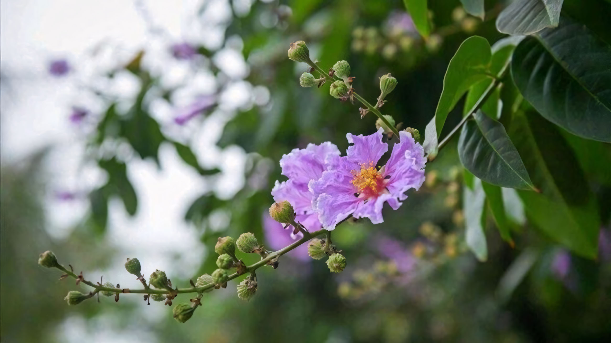 Cây ảnh hoa bằng lăng buồn
