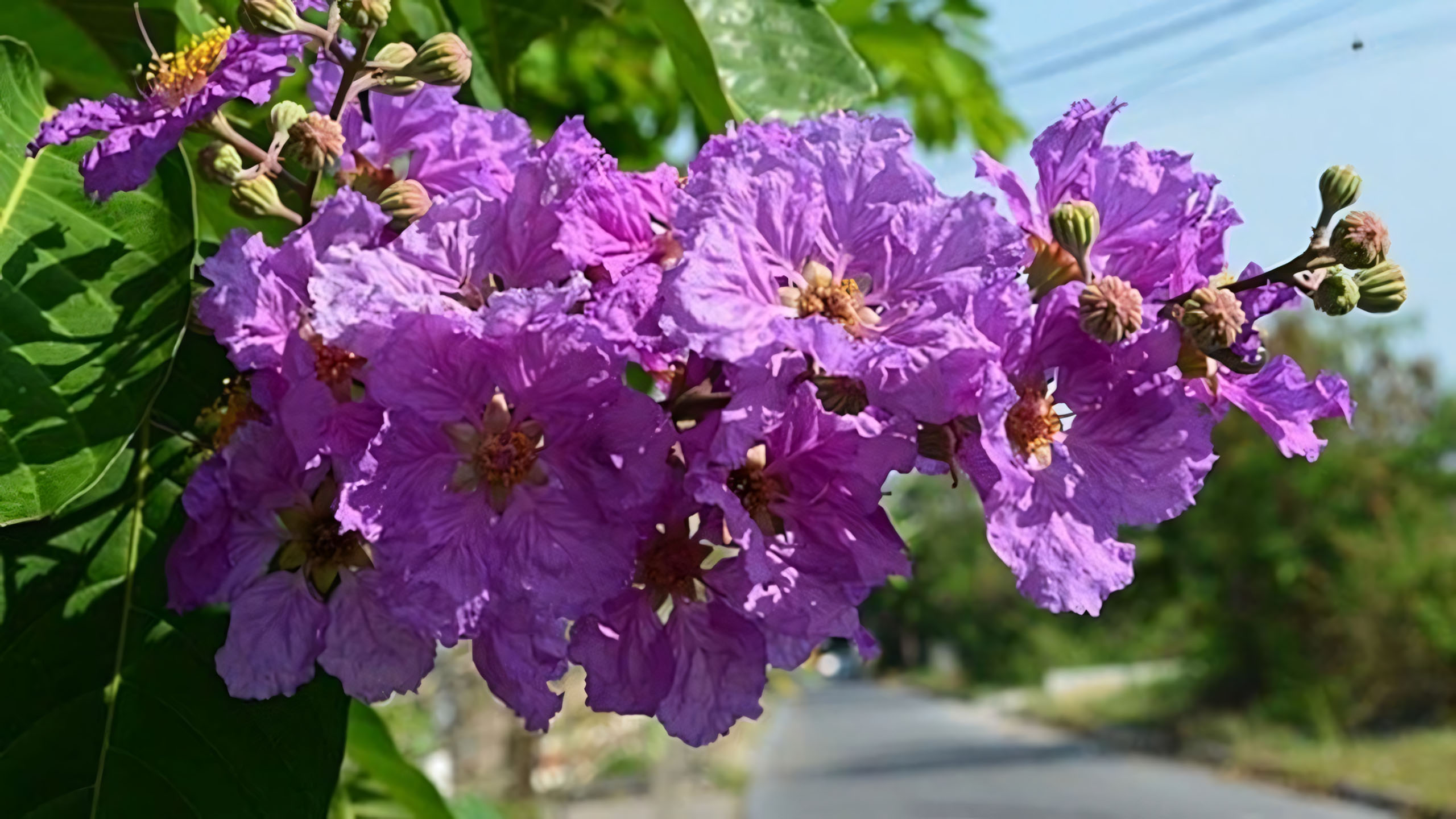 Cây ảnh hoa bằng lăng buồn