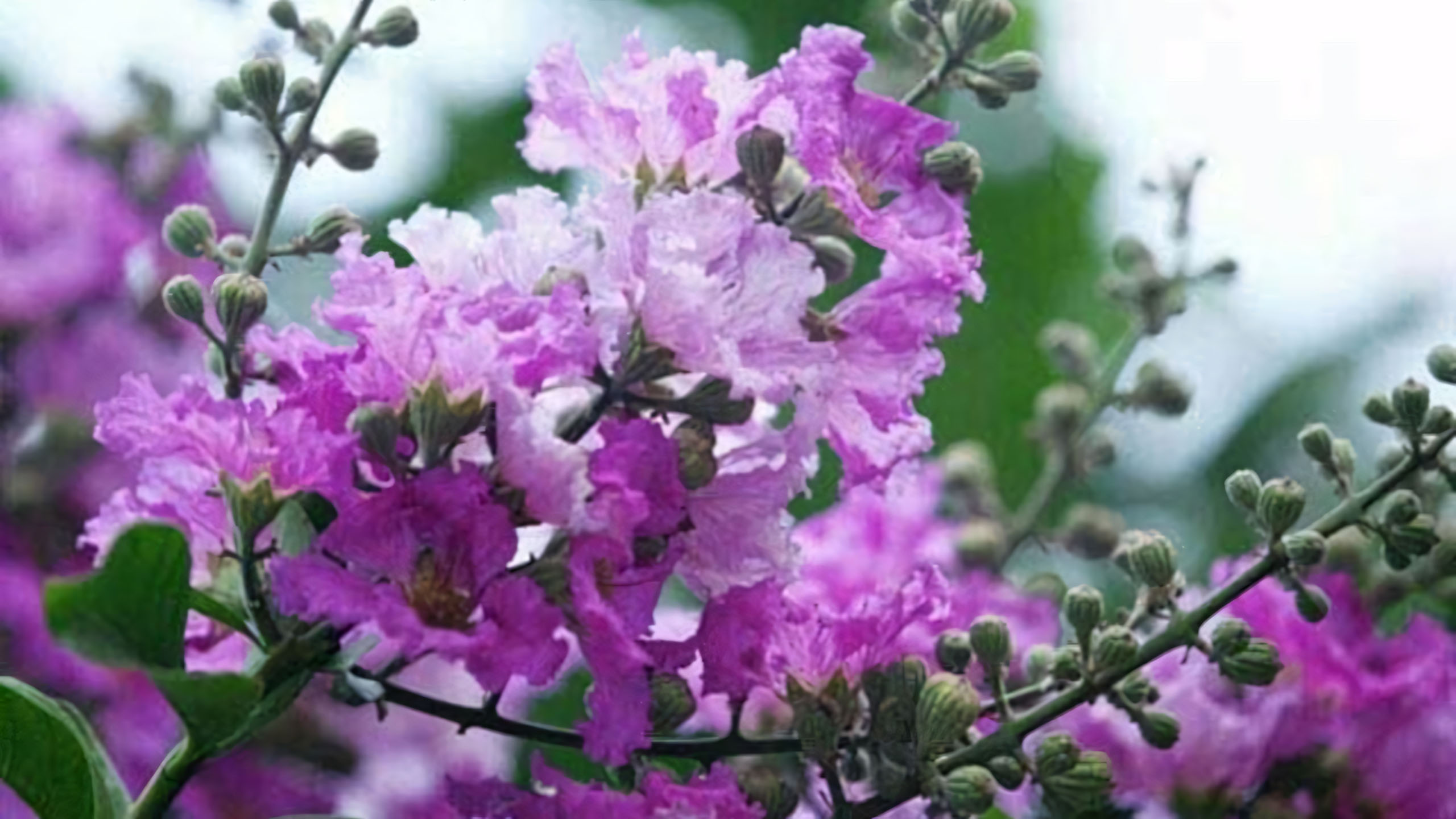 Cây ảnh hoa bằng lăng buồn