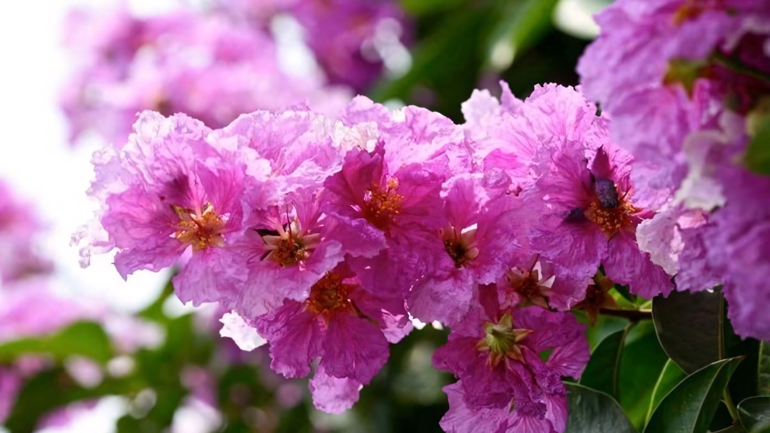 Cây ảnh hoa bằng lăng buồn