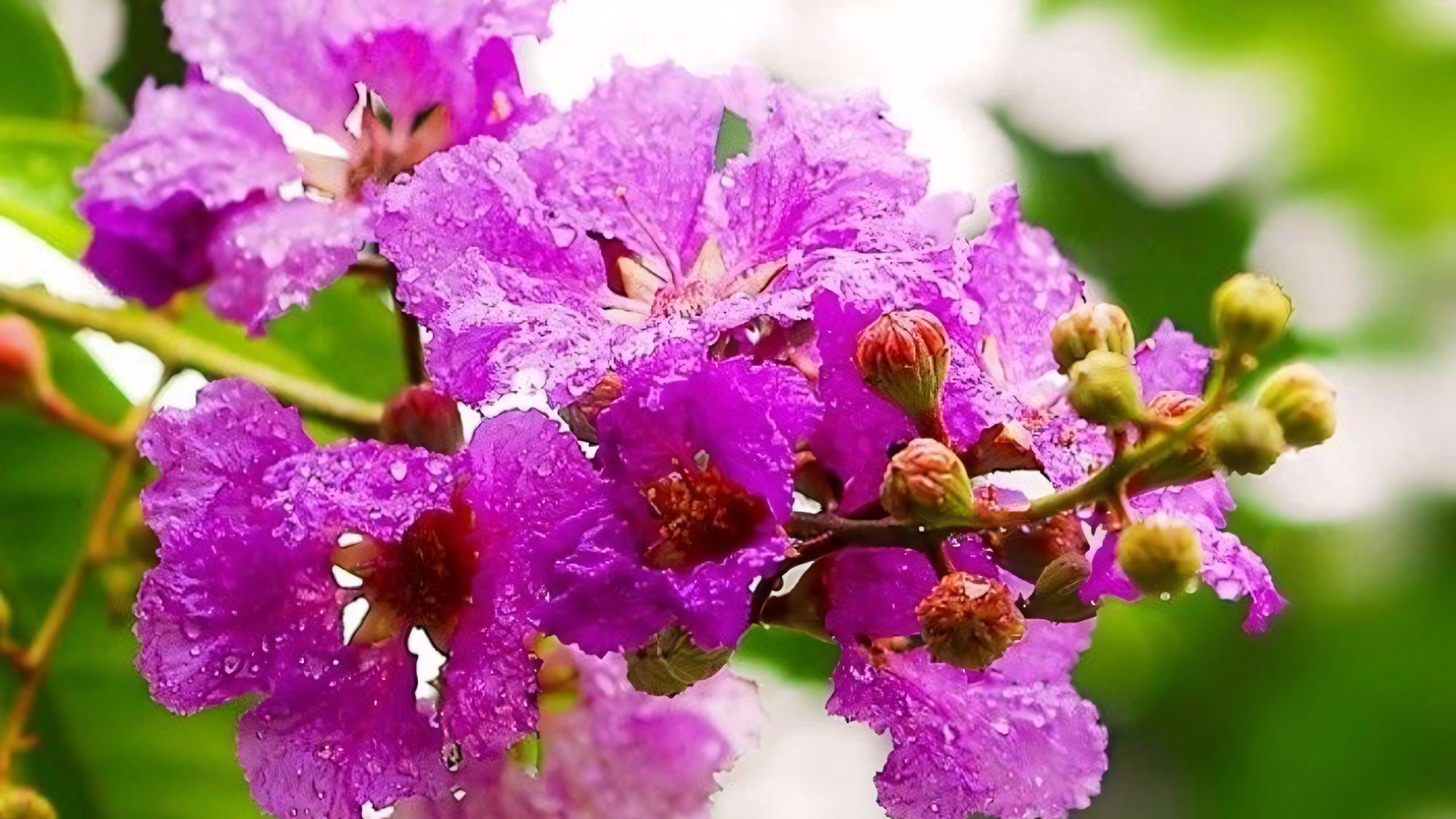 Cây ảnh hoa bằng lăng buồn