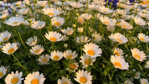 Hình ảnh cánh đồng hoa dại buồn