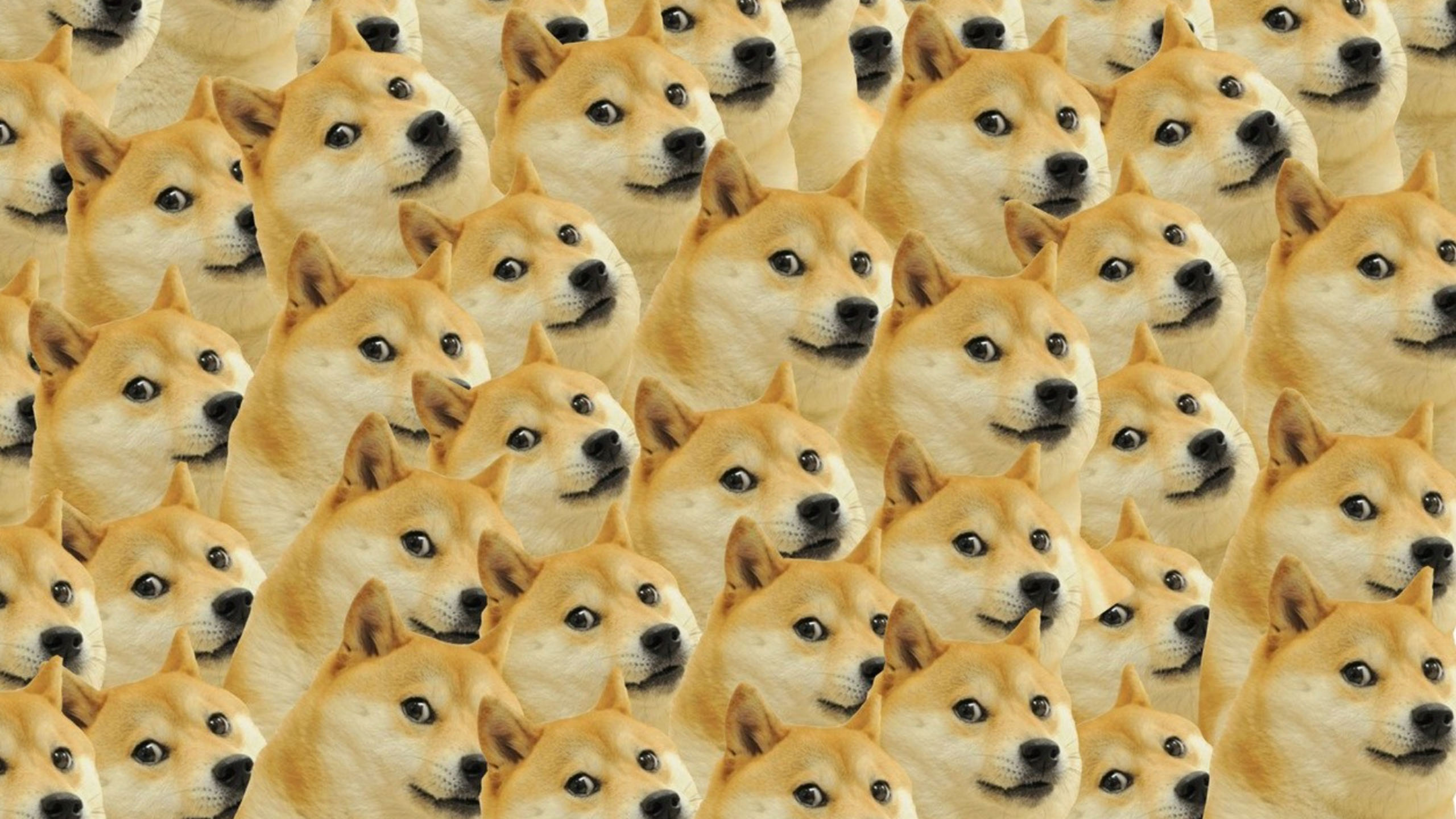 Hình ảnh chó buồn cười - Meme chó hài hước