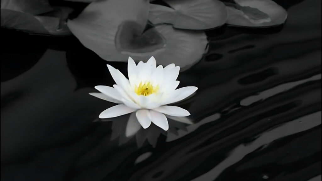 Hình Ảnh Hoa Sen Trắng Buồn, Avatar Hoa Sen Trắng Buồn, Ý Nghĩa