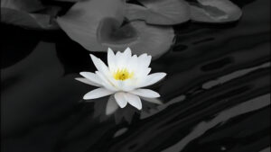 Hình Ảnh Hoa Sen Trắng Buồn, Avatar Hoa Sen Trắng Buồn, Ý Nghĩa