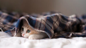 Hình Ảnh Mệt Mỏi Đáng Yêu, Hài Hước, Cute, Ngủ Sập Nguồn