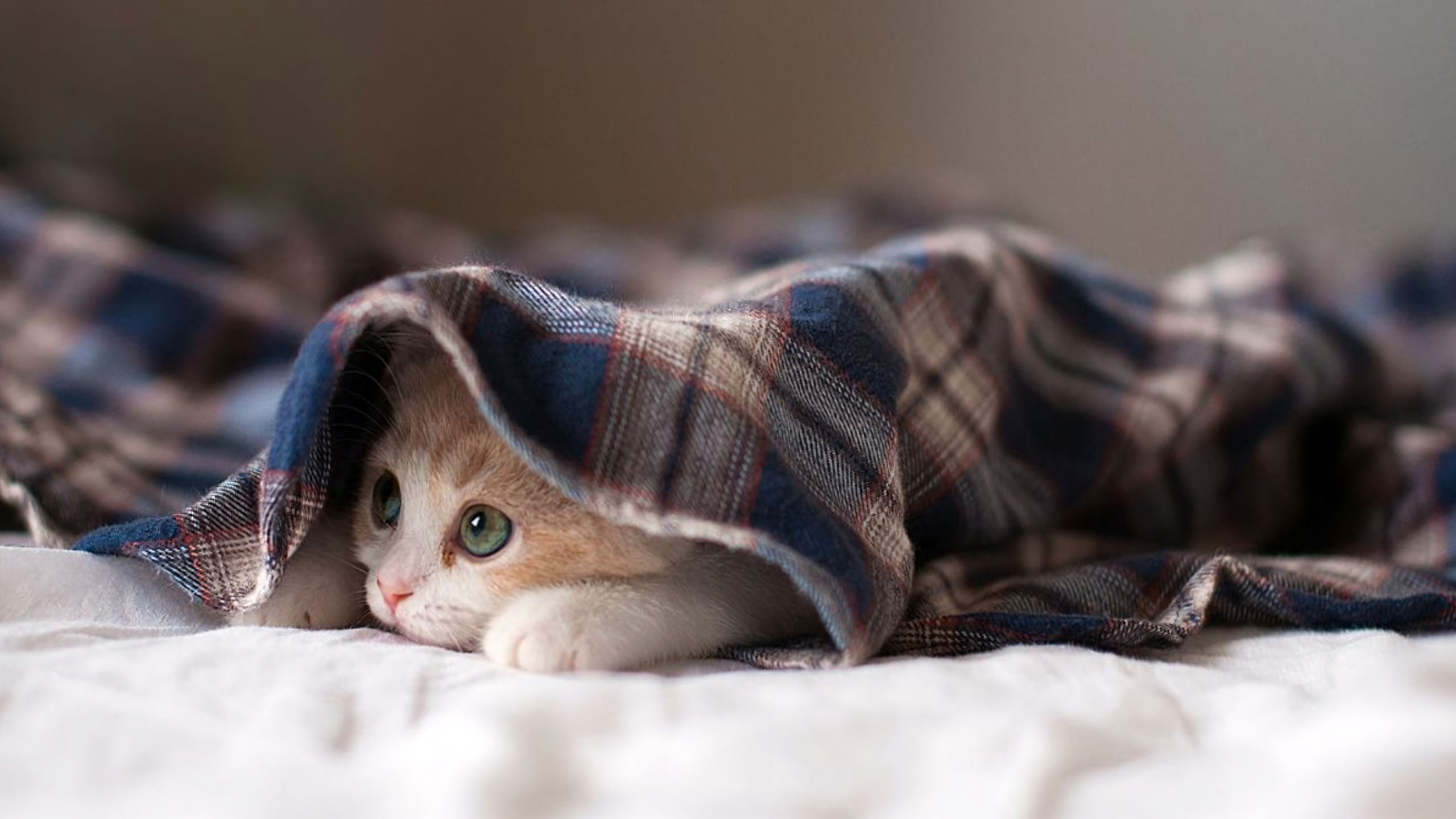 Hình Ảnh Mệt Mỏi Đáng Yêu, Hài Hước, Cute, Ngủ Sập Nguồn