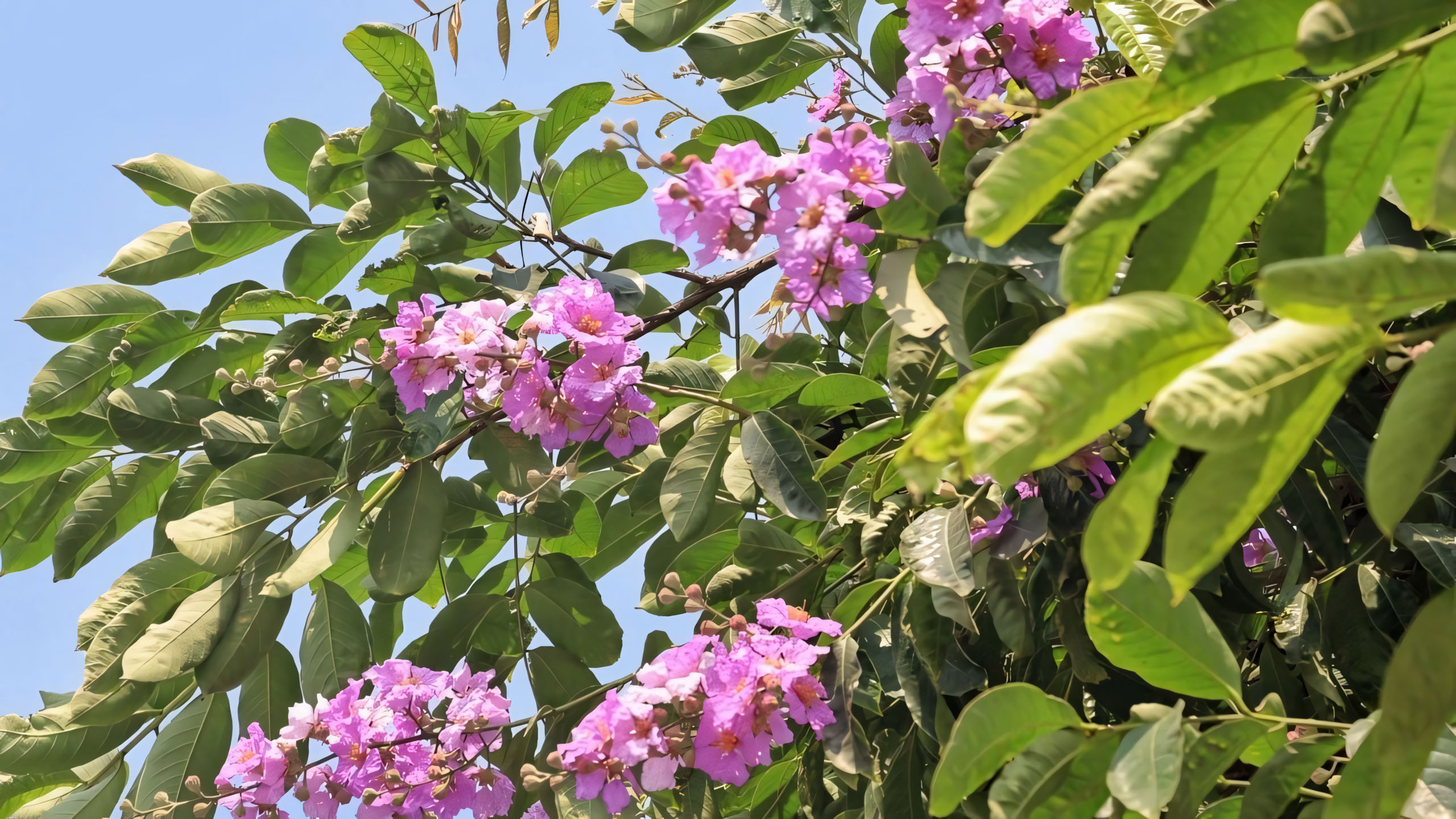 Hình nền ảnh hoa bằng lăng buồn