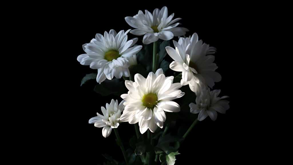 Hình Ảnh Hoa Cúc Trắng Buồn, Avatar Hoa Cúc Trắng Buồn