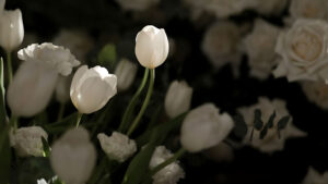 Ảnh Hoa Tulip Buồn, Hoa Tulip Trắng Buồn, Hình Nền Điện Thoại, Máy Tính