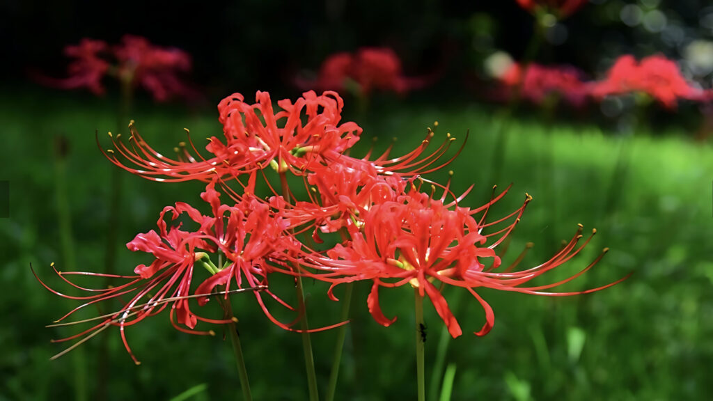 Ảnh Hoa Bỉ Ngạn Buồn, Mạn Châu Sa, Ảnh Ý Nghĩa Từng Màu Hoa Bỉ Ngạn