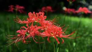 Ảnh Hoa Bỉ Ngạn Buồn, Mạn Châu Sa, Ảnh Ý Nghĩa Từng Màu Hoa Bỉ Ngạn